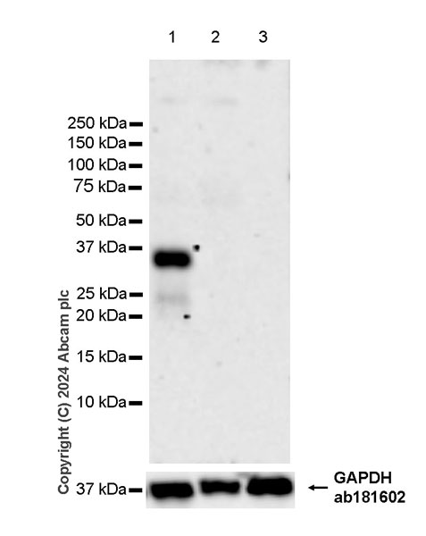 Western blot - Anti-DKKL1 antibody [EPR25721-68] (ab316308), expandable thumbnail