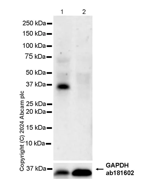 Western blot - Anti-DKKL1 antibody [EPR25721-68] (AB316308)