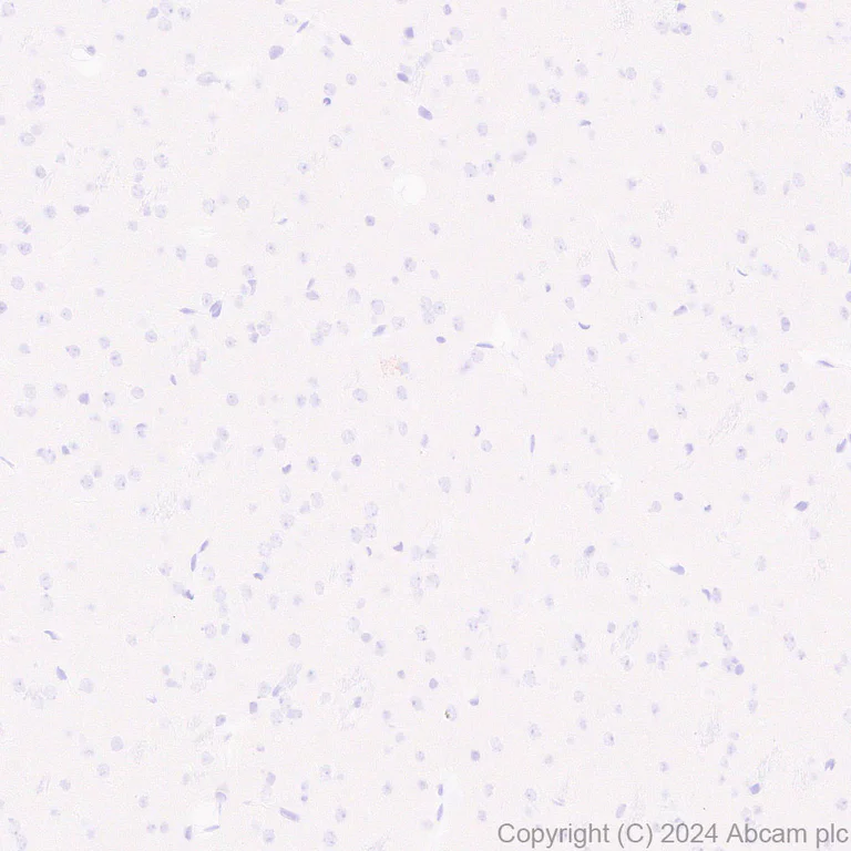 Immunohistochemistry (Formalin/PFA-fixed paraffin-embedded sections) - Anti-DKKL1 antibody [EPR25721-68] - BSA and Azide free (AB316309)