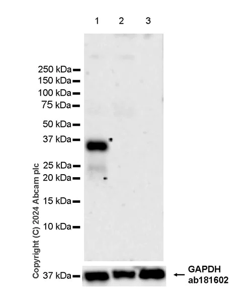 Western blot - Anti-DKKL1 antibody [EPR25721-68] - BSA and Azide free (AB316309)