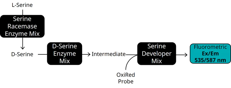Schematic Diagram - DL-Serine Assay Kit (AB241027)