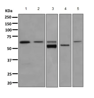 Western blot - Anti-DLC-A antibody [EPR11240] - BSA and Azide free (AB249334)