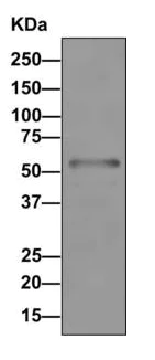 Western blot - Anti-DLC-A antibody [EPR11240] - BSA and Azide free (AB249334)