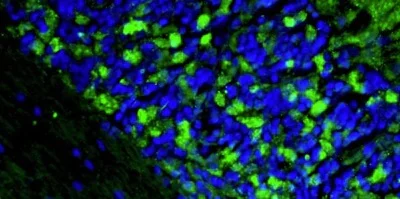 Immunohistochemistry (Formalin/PFA-fixed paraffin-embedded sections) - Anti-DLG4 antibody [K28/43] - Chicken IgY (Chimeric) (AB325661)