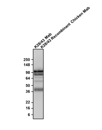 Western blot - Anti-DLG4 antibody [K28/43] - Chicken IgY (Chimeric) (AB325661)