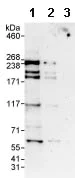 Western blot - Anti-DLG5 antibody (AB86783)