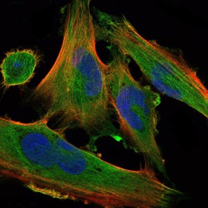 Immunocytochemistry/ Immunofluorescence - Anti-DLK-1 antibody [3A10] (AB119930), expandable thumbnail