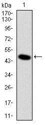 Western blot - Anti-DLK-1 antibody [3A10] (AB119930)