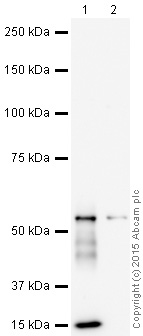 Western blot - Anti-DLK-1 antibody (AB21682), expandable thumbnail