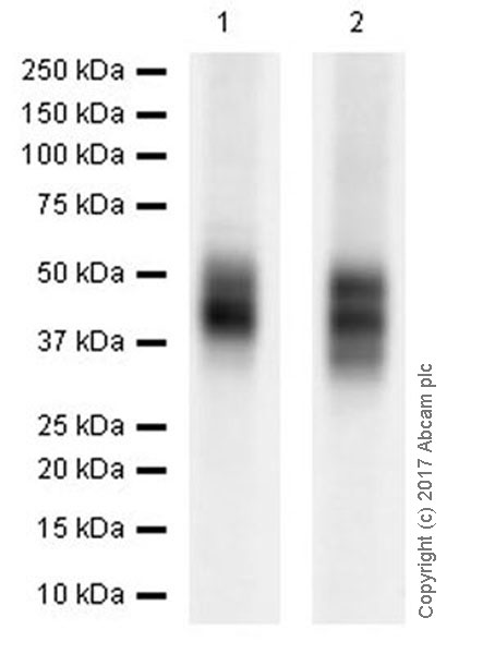 Western blot - Anti-DLK-1 antibody [EPR19830] (AB210471), expandable thumbnail