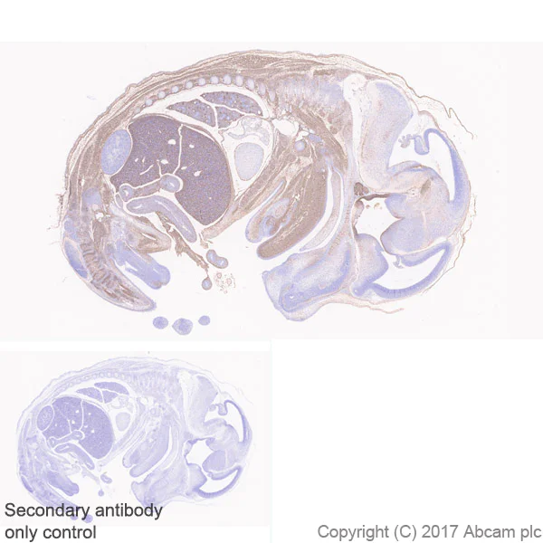 Immunohistochemistry (Formalin/PFA-fixed paraffin-embedded sections) - Anti-DLK-1 antibody [EPR19830] - BSA and Azide free (AB230380)