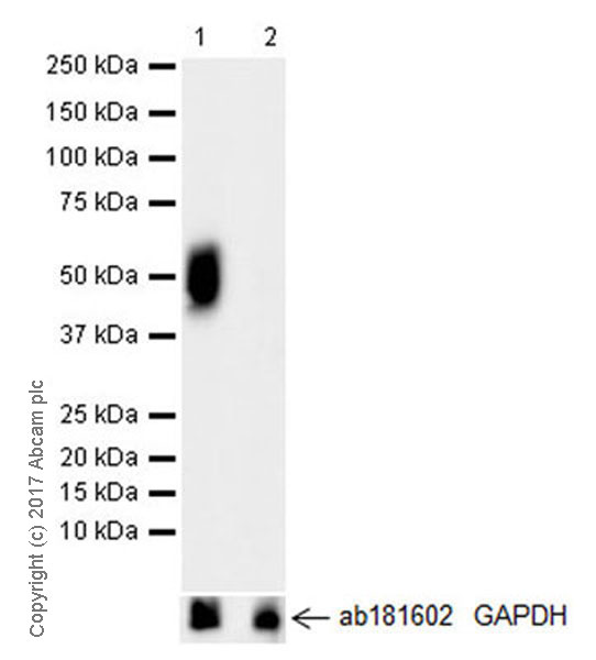 Western blot - Anti-DLK-1 antibody [EPR19830] - BSA and Azide free (AB230380), expandable thumbnail