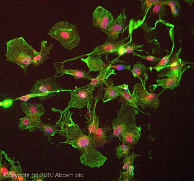 Immunocytochemistry/ Immunofluorescence - Anti-DLK-1 antibody [MM0514-9D8] (AB89908), expandable thumbnail
