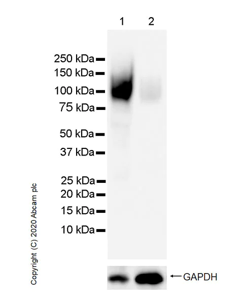Western blot - Anti-DLL1 antibody [1F9] - BSA and Azide free (AB255780)