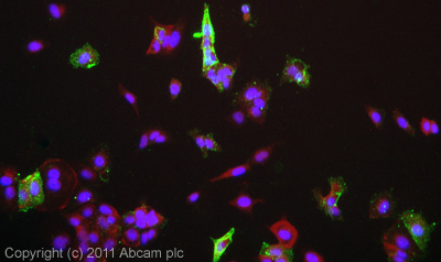 Immunocytochemistry/ Immunofluorescence - Anti-DLL1 antibody (AB10554), expandable thumbnail
