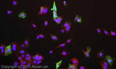 Immunocytochemistry/ Immunofluorescence - Anti-DLL1 antibody (AB10554)