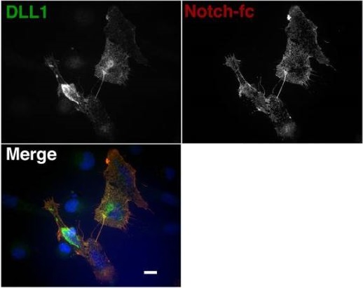 Immunocytochemistry/ Immunofluorescence - Anti-DLL1 antibody (AB10554), expandable thumbnail