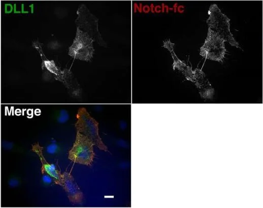 Immunocytochemistry/ Immunofluorescence - Anti-DLL1 antibody (AB10554)