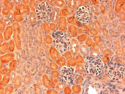 Immunohistochemistry (Formalin/PFA-fixed paraffin-embedded sections) - Anti-DLL1 antibody (AB10554)