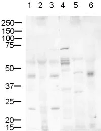 Western blot - Anti-DLL1 antibody (AB10554)