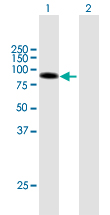 Western blot - Anti-DLL1 antibody (AB172496)