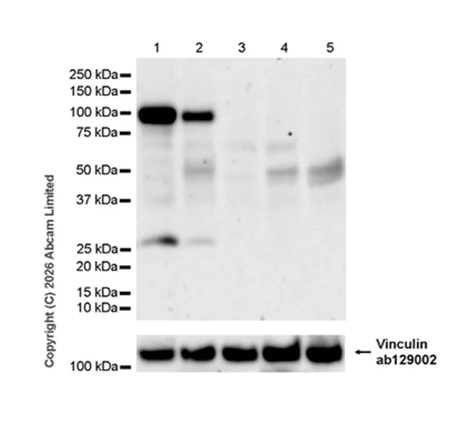 Western blot - Anti-DLL1 antibody [EPR29655-26] (AB327088)