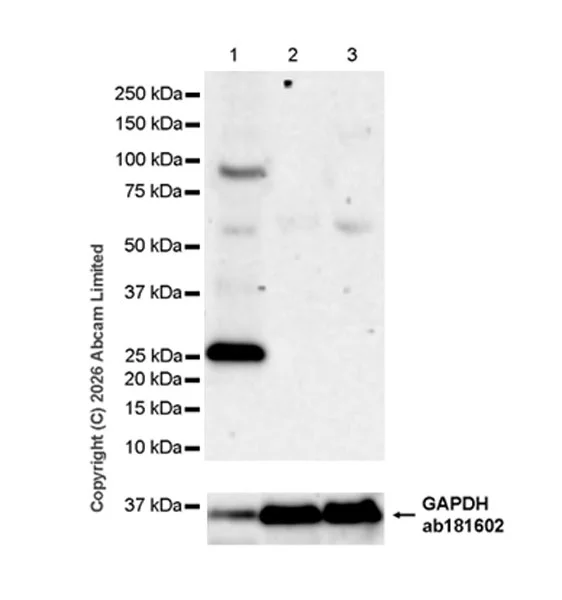 Western blot - Anti-DLL1 antibody [EPR29655-26] (AB327088)