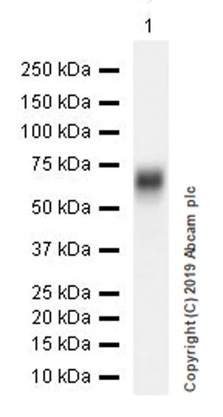 Western blot - Anti-DLL3 antibody [EPR22592-18] (AB229902)