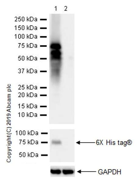 Western blot - Anti-DLL3 antibody [EPR22592-18] (AB229902)