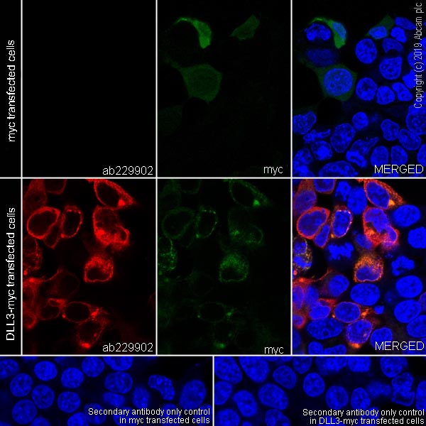 Immunocytochemistry/ Immunofluorescence - Anti-DLL3 antibody [EPR22592-18] - BSA and Azide free (ab255694), expandable thumbnail