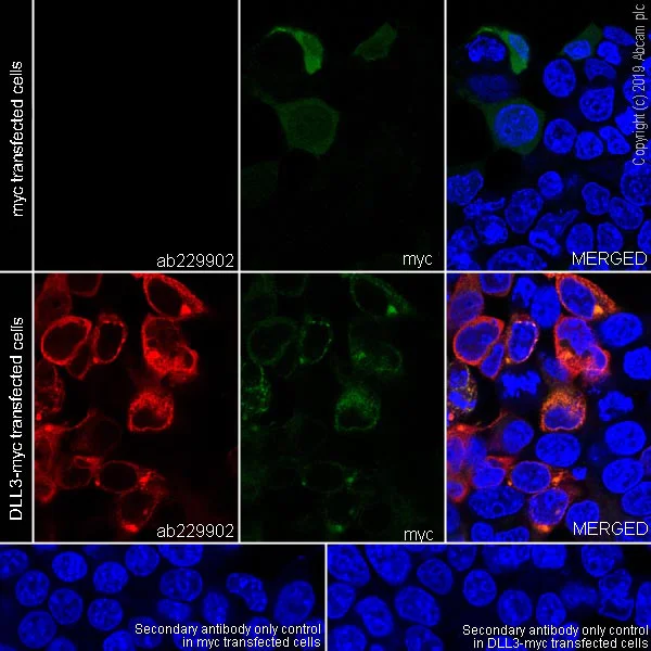 Immunocytochemistry/ Immunofluorescence - Anti-DLL3 antibody [EPR22592-18] - BSA and Azide free (AB255694)