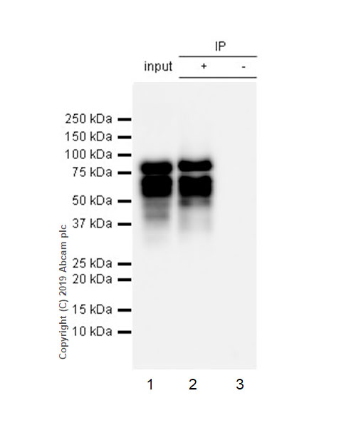 Immunoprecipitation - Anti-DLL3 antibody [EPR22592-18] - BSA and Azide free (ab255694), expandable thumbnail