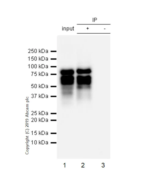 Immunoprecipitation - Anti-DLL3 antibody [EPR22592-18] - BSA and Azide free (AB255694)