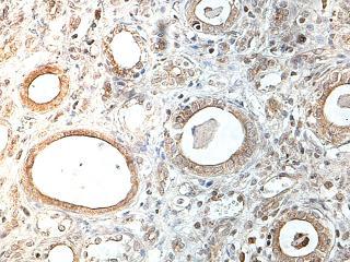 Immunohistochemistry (Formalin/PFA-fixed paraffin-embedded sections) - Anti-DLL4 antibody (AB176876), expandable thumbnail