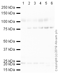 Western blot - Anti-DLL4 antibody (AB223029), expandable thumbnail