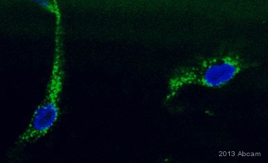 Immunocytochemistry/ Immunofluorescence - Anti-DLST antibody [9F4BD5] (AB110306), expandable thumbnail