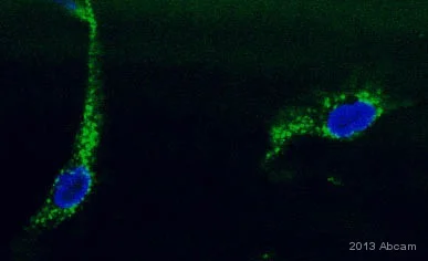 Immunocytochemistry/ Immunofluorescence - Anti-DLST antibody [9F4BD5] (AB110306)
