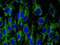 Immunocytochemistry/ Immunofluorescence - Anti-DLST antibody [9F4BD5] (AB110306), expandable thumbnail