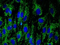 Immunocytochemistry/ Immunofluorescence - Anti-DLST antibody [9F4BD5] (AB110306)