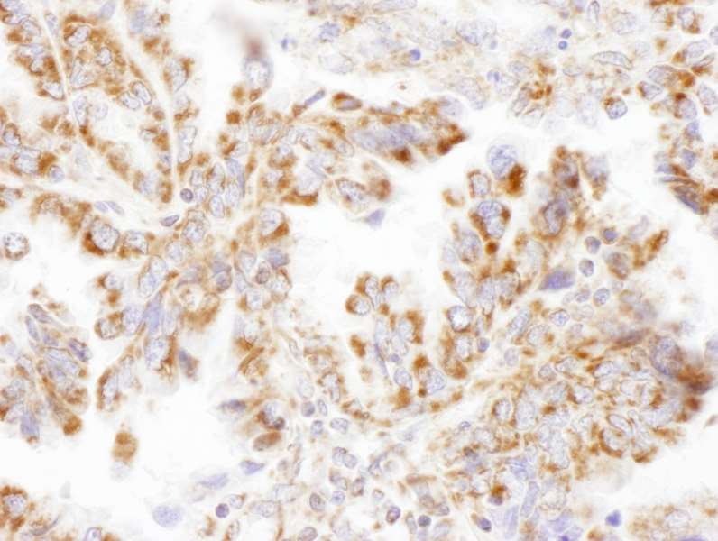 Immunohistochemistry (Frozen sections) - Anti-DLST antibody (AB187699), expandable thumbnail