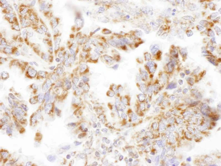 Immunohistochemistry (Frozen sections) - Anti-DLST antibody (AB187699)
