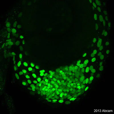 IHC - Wholemount - Anti-DLX-3 antibody [Anti-Dlx3b] (AB174436)