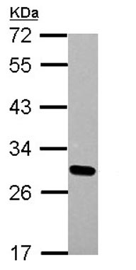 Western blot - Anti-Dlx1 antibody (AB126054), expandable thumbnail