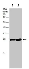Western blot - Anti-Dlx1 antibody (AB126054)