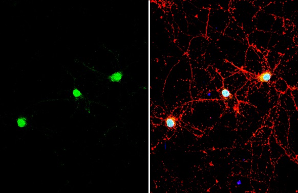 Immunocytochemistry/ Immunofluorescence - Anti-Dlx2 antibody (AB272902), expandable thumbnail