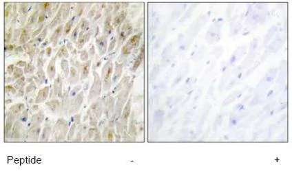 Immunohistochemistry (Formalin/PFA-fixed paraffin-embedded sections) - Anti-DLX3 antibody (AB64953)