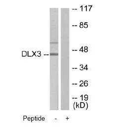 Western blot - Anti-DLX3 antibody (AB64953)