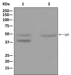 Immunoprecipitation - Anti-DLX3 antibody [EPR8762(2)] - BSA and Azide free (AB250049), expandable thumbnail