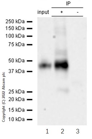 Immunoprecipitation - Anti-DLX3 antibody [EPR8762(2)] - BSA and Azide free (AB250049), expandable thumbnail