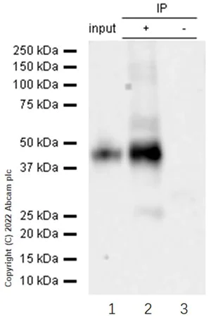 Immunoprecipitation - Anti-DLX3 antibody [EPR8762(2)] - BSA and Azide free (AB250049)